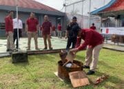 Musnahkan BB Hasil Razia Lapas Banyuasin Komitmen