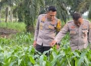 Kapolres Rutin Pantau Kebun Jagung Polres Banyuasin