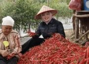 Panen Cabai Perdana Bersama Ibunya Petani Banyuasin Netta Indian