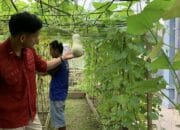 Tanaman Buah Warga Binaan Lapas Hampir Panen