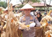 Kapolres Gembira Program Tanam Jagung Panen Perdana