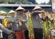 Polres Banyuasin Sukses. Polsek Rambutan Panen Jagung