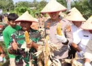 Kapolres dan Bupati Banyuasin Panen Jagung Serentak Kuartal II tahun 2025