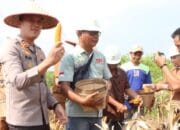 Polres Banyuasin dan PT SLI Panen Perdana, Kapolres Inspirasi Sinergi