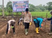 Polsek Rambutan Bersama Kepala Desa Tanam Jagung Kuartal Ke 3