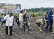 Polsek Rambutan Tanam Jagung Bersama Danramil Mariana