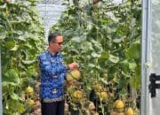 Lapas Banyuasin Panen Buah Melon, WBP Dapat Rezeki Nomplok