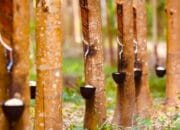 Apkarindo Sumsel Dorong Pemerintah Canangkan GERNAS Peremajaan Karet