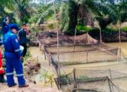 Medco EP Grissik Dukung Budidaya Lele Dorong Kemandirian Ekonomi Masyarakat